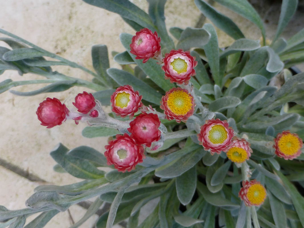 Helichrysum amorginum 'Ruby Cluster' photo